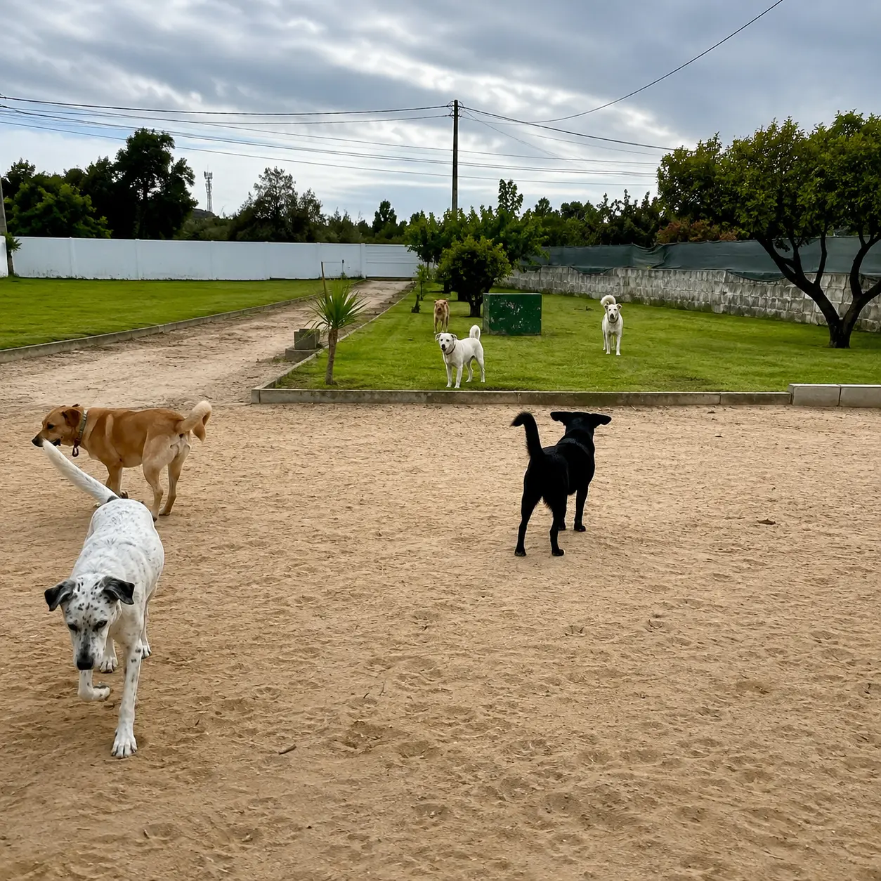 Cão feliz no espaço exterior d'Os Lindões de Quatro Patas