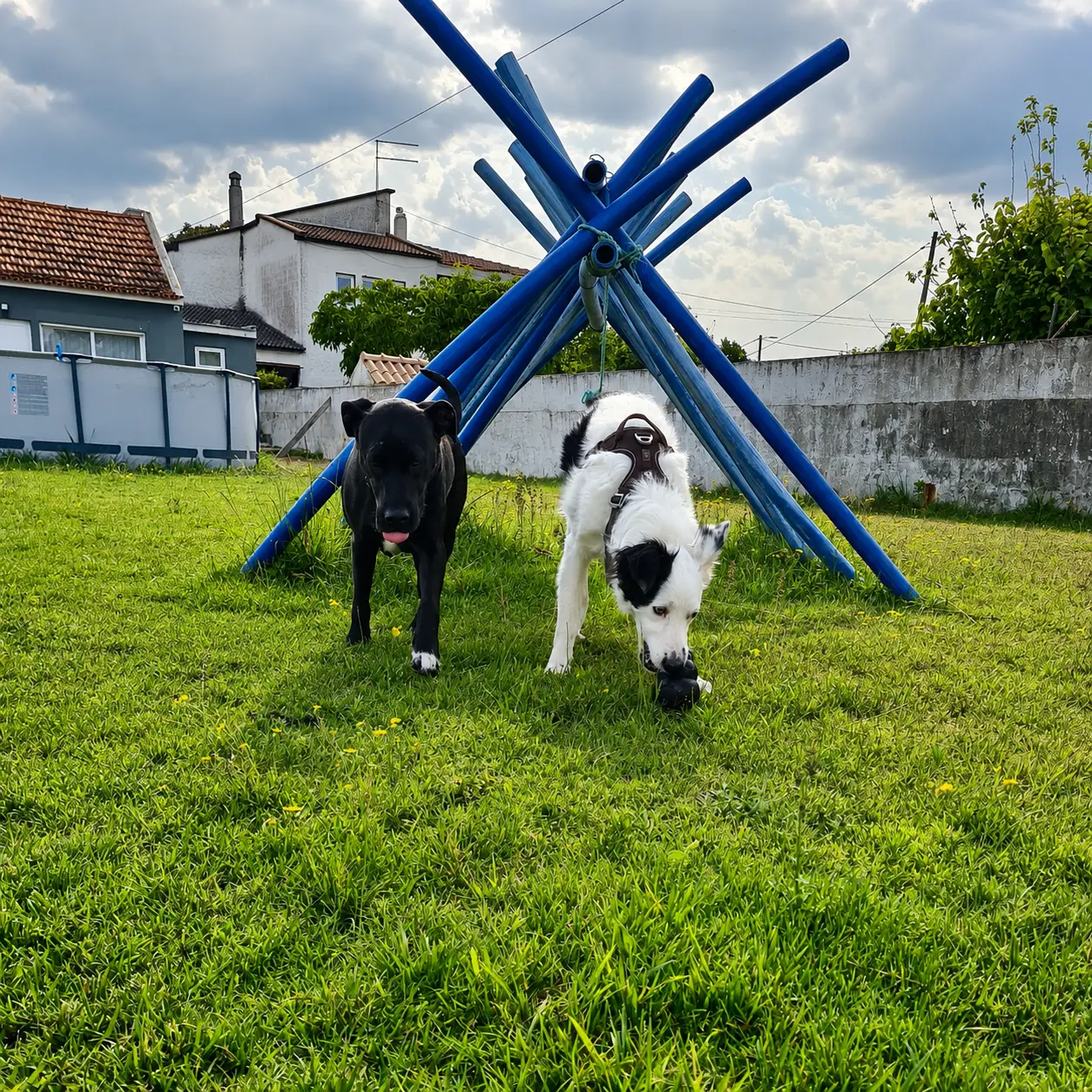 Dois cães junto à estrutura de brincadeira no relvado