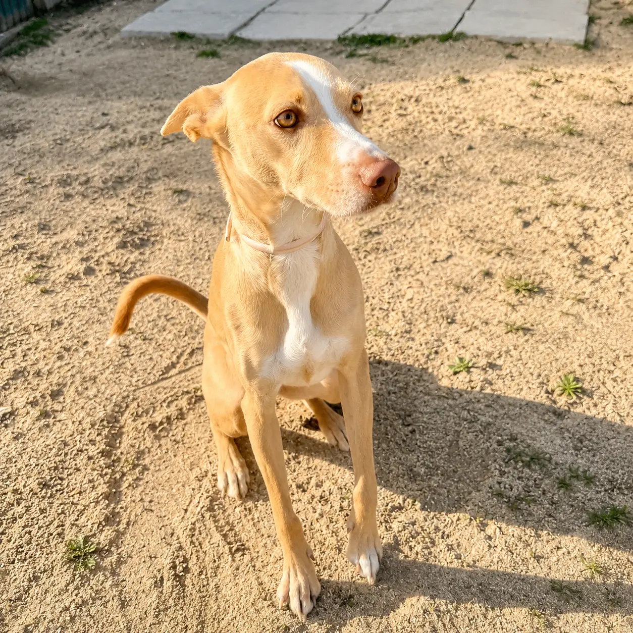 Leo, um dos lindões de quatro patas