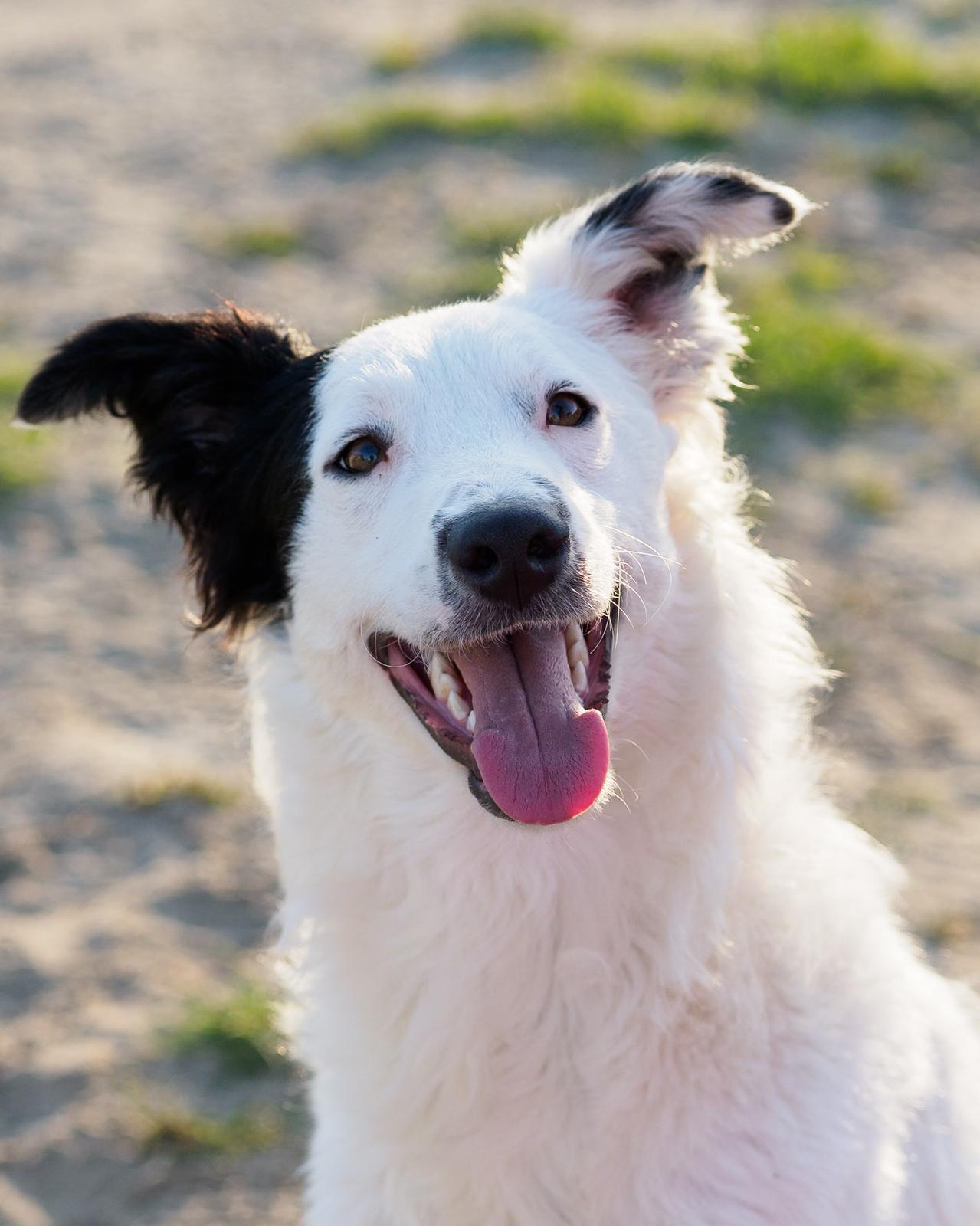 Apollo, um dos lindões de quatro patas