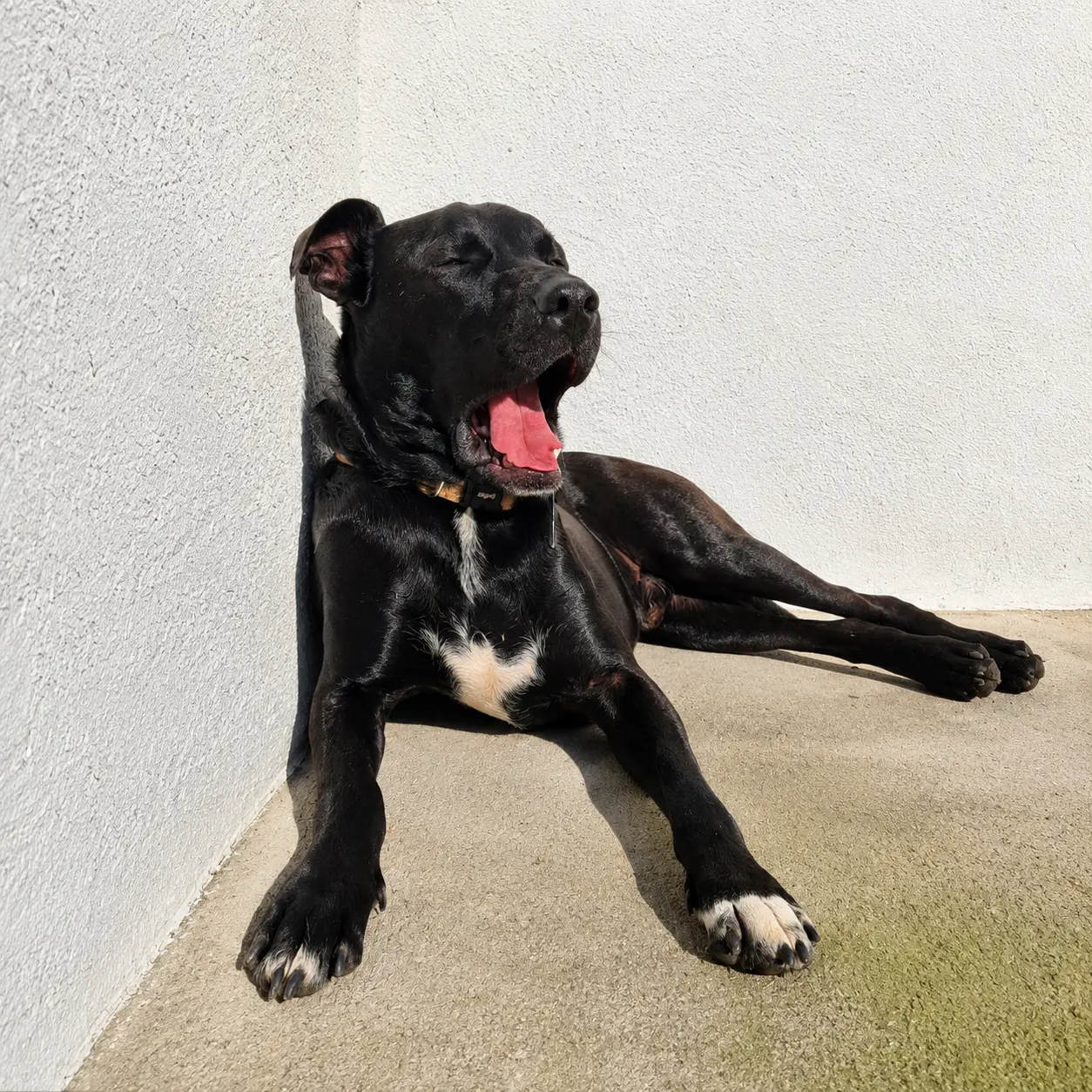 Hazel, um dos lindões de quatro patas