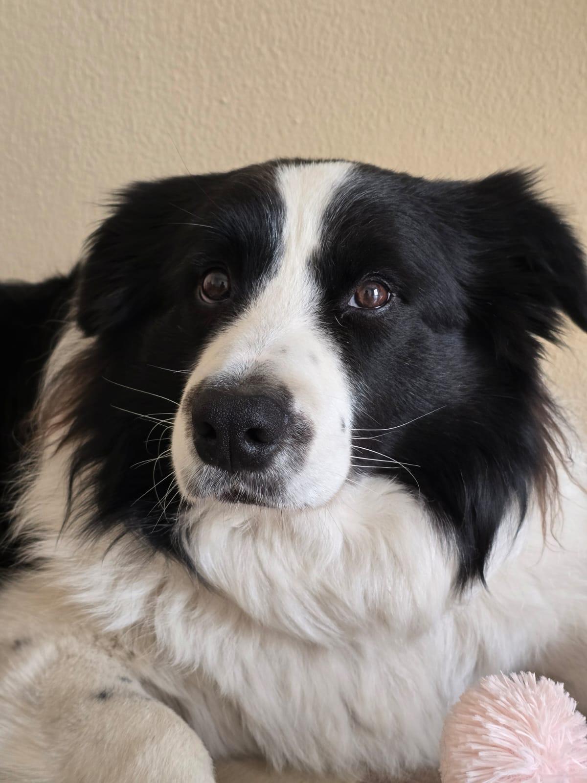 Flody, um dos lindões de quatro patas