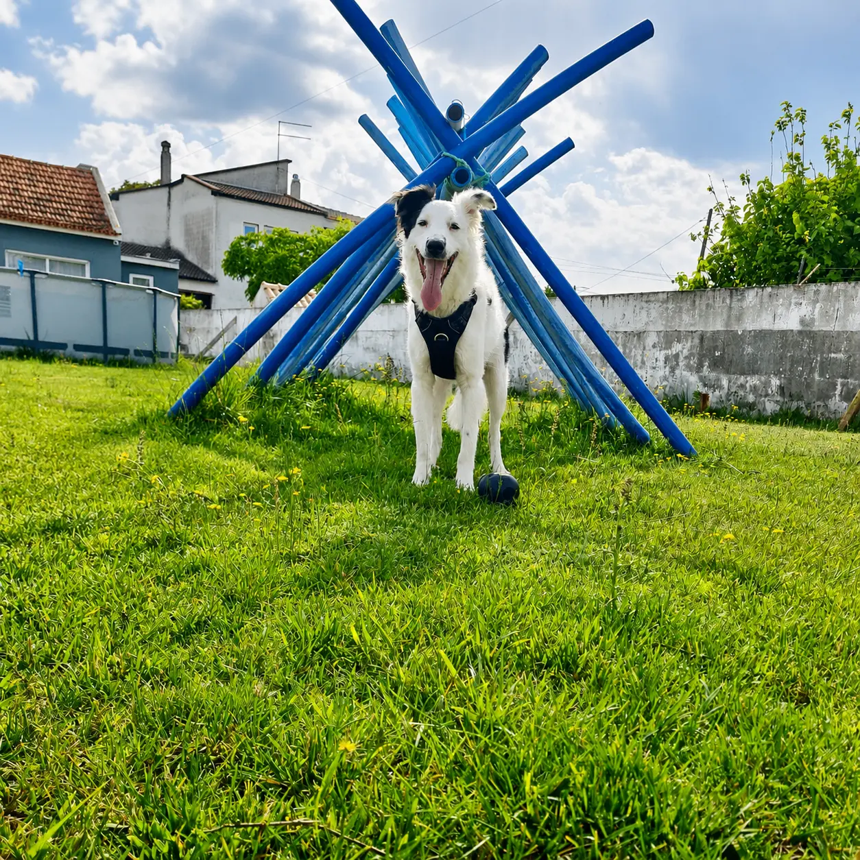 Vários cães felizes a brincar no espaço exterior da creche canina em Palmela